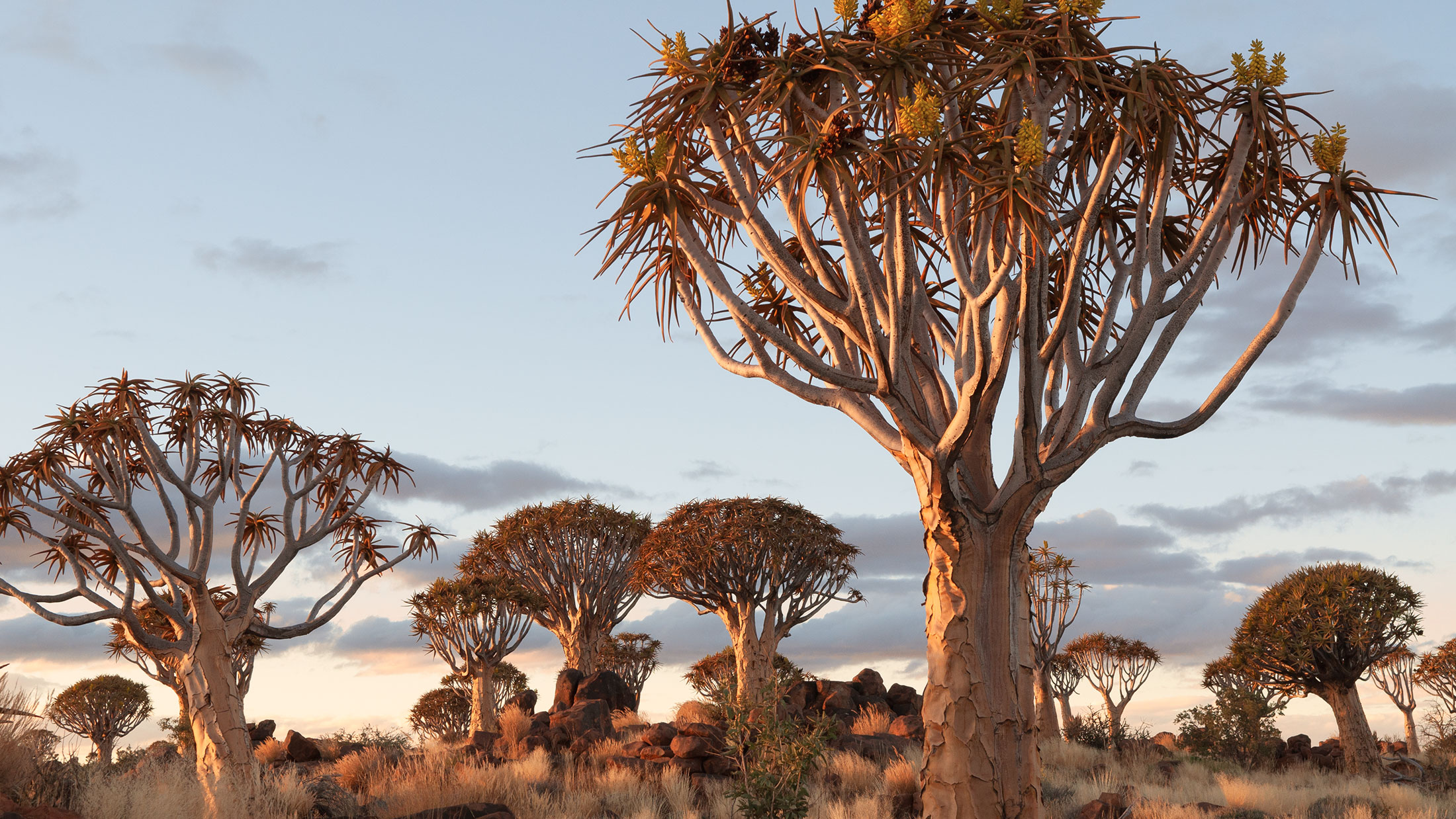 Namibia Transafrika